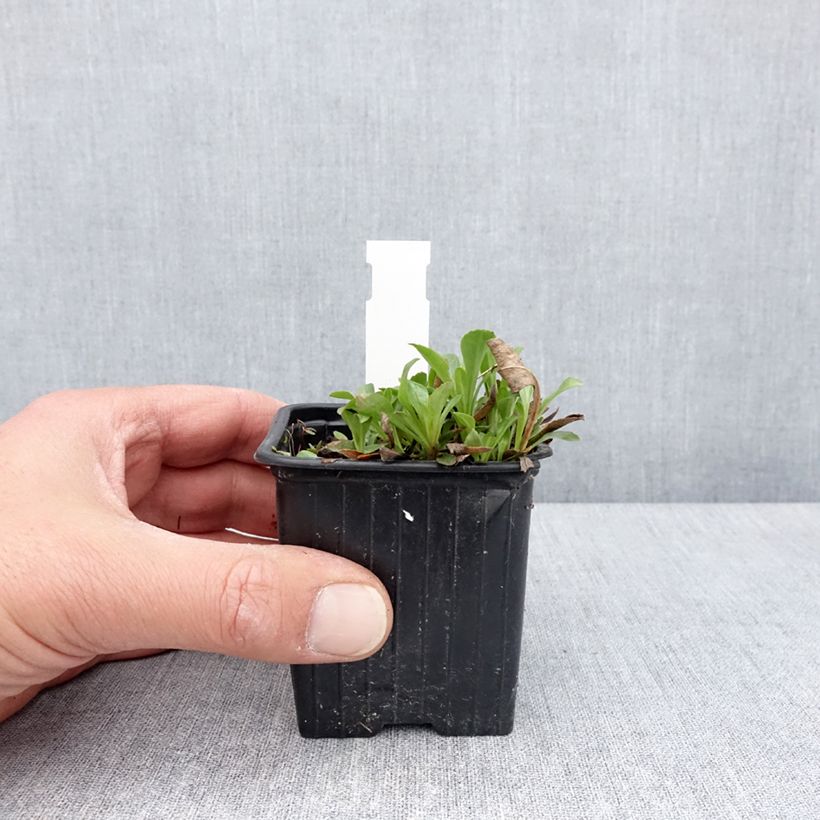 Penstemon virens  8/9 cm pot sample as delivered in spring