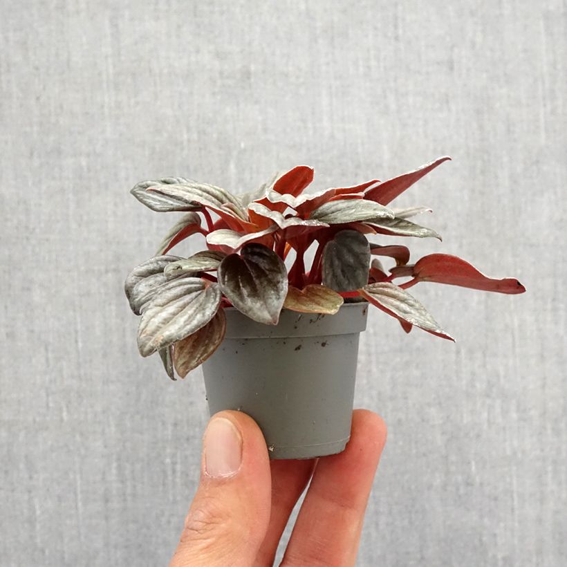 Peperomia albovittata Piccolo Banda Mini-plante sample as delivered in spring