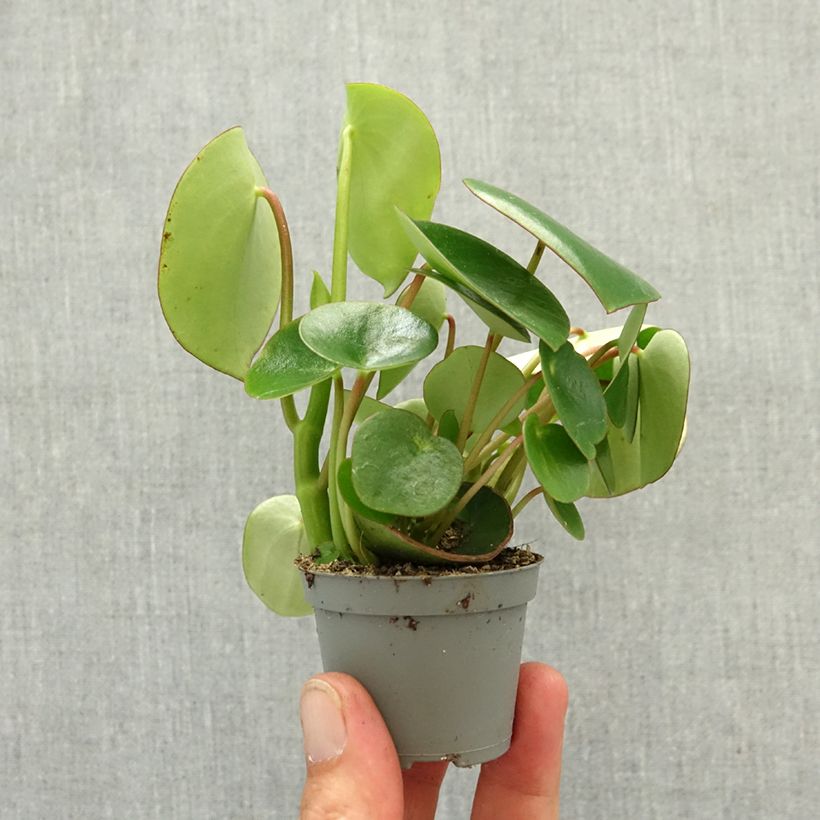 Peperomia arifolia Mini-plante sample as delivered in spring