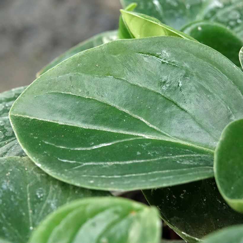 Peperomia clusiifolia Red Margin - Red edge radiator plant (Foliage)