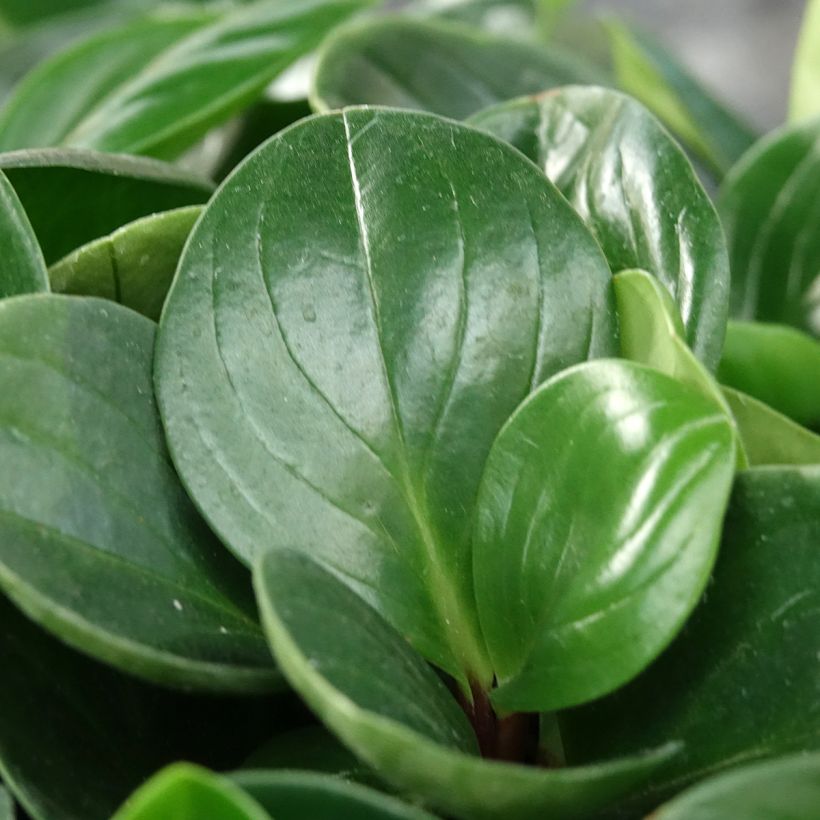 Peperomia obtusifolia Red Canyon® - Baby rubber plant (Foliage)