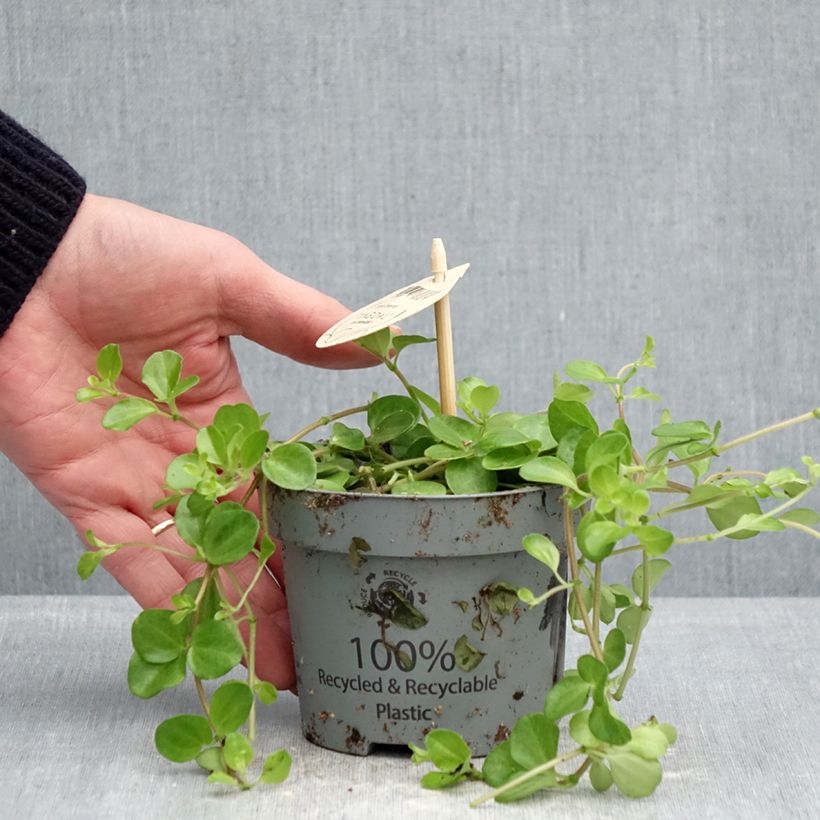 Peperomia rotundifolia - Trailing jade 12cm pot sample as delivered in spring