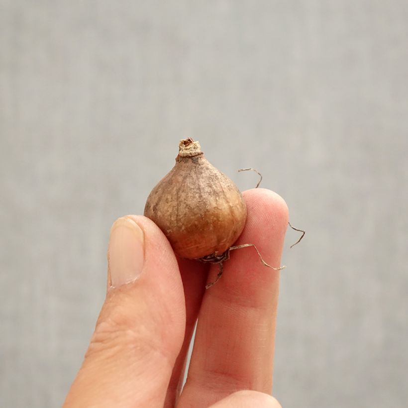 Galanthus nivalis f. pleniflorus Blewbury Tart - Double Snowdrop Bulb size 5+ sample as delivered in spring
