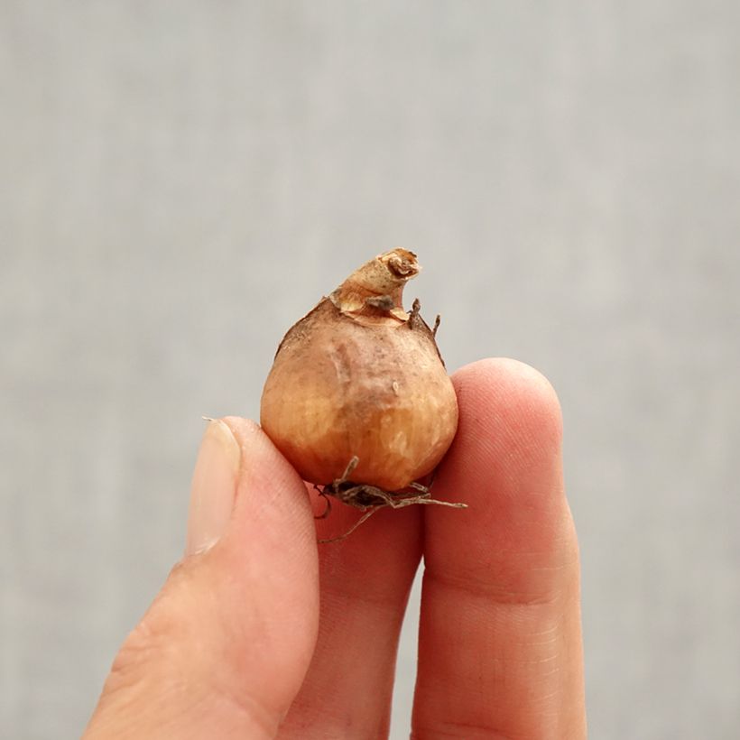 Galanthus nivalis f. pleniflorus Flore Pleno Bulb size 5+ sample as delivered in spring