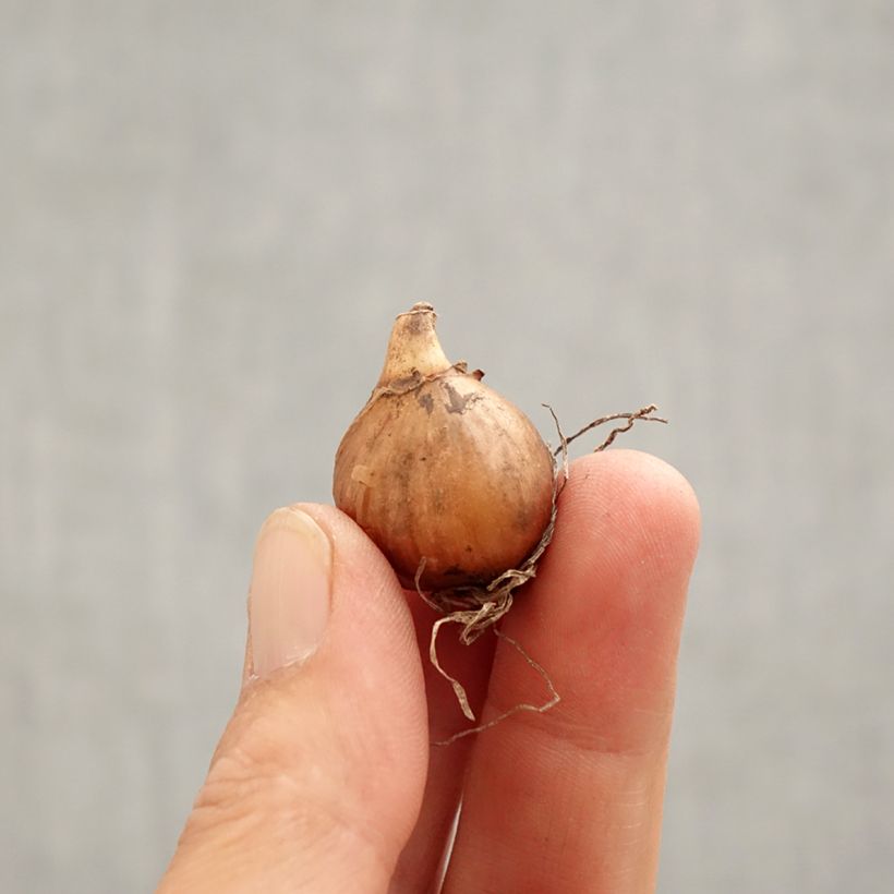Galanthus nivalis  Bulb size 5+ sample as delivered in spring