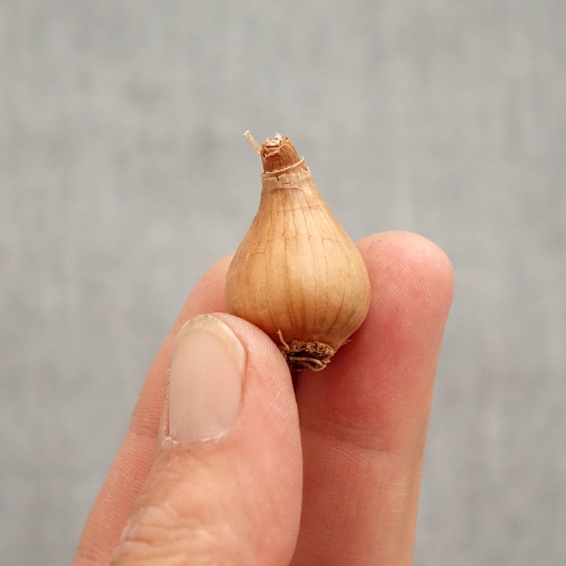 Galanthus woronowii  Bulb size 7+ sample as delivered in spring