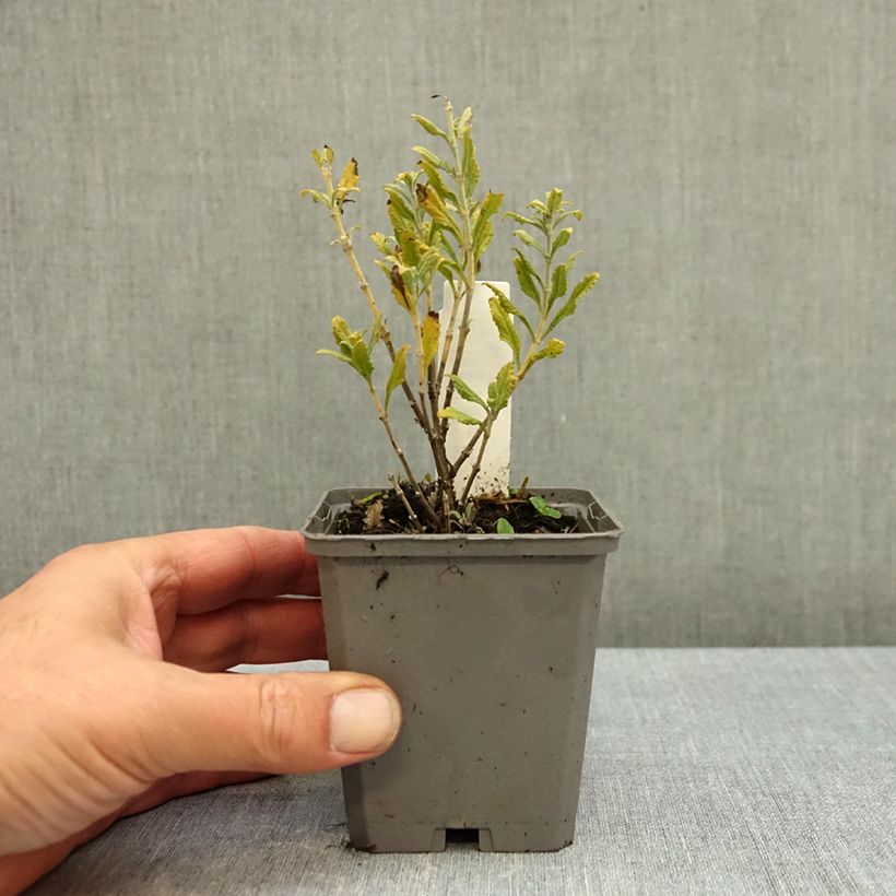 Perovskia atriplicifolia Blue Steel - Russian Sage 8/9 cm pot sample as delivered in autumn