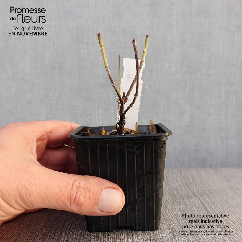 Perovskia atriplicifolia Lacey Blue - Russian Sage 8/9 cm pot sample as delivered in autumn