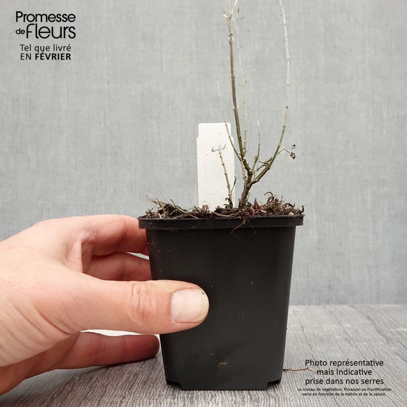 Perovskia atriplicifolia Lacey Blue - Russian Sage 8/9 cm pot sample as delivered in winter