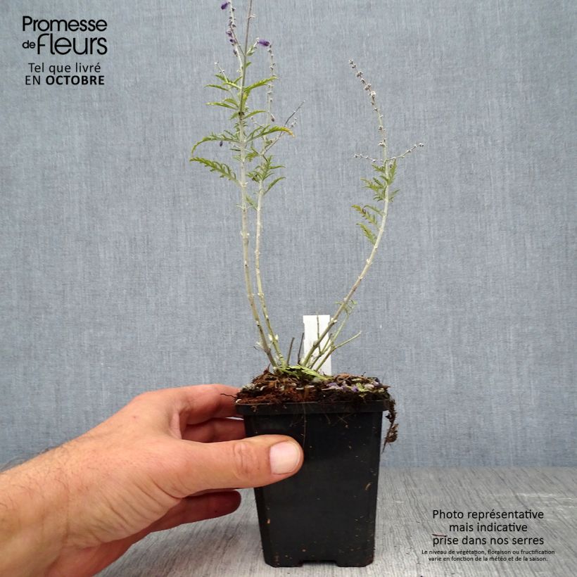 Perovskia atriplicifolia Little Spire - Russian Sage 8/9 cm pot sample as delivered in autumn