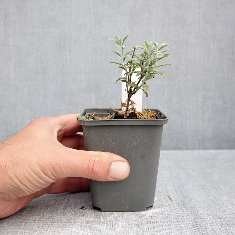 Perovskia atriplicifolia Prime time® - Russian Sage 7/8 cm pot sample as delivered in autumn