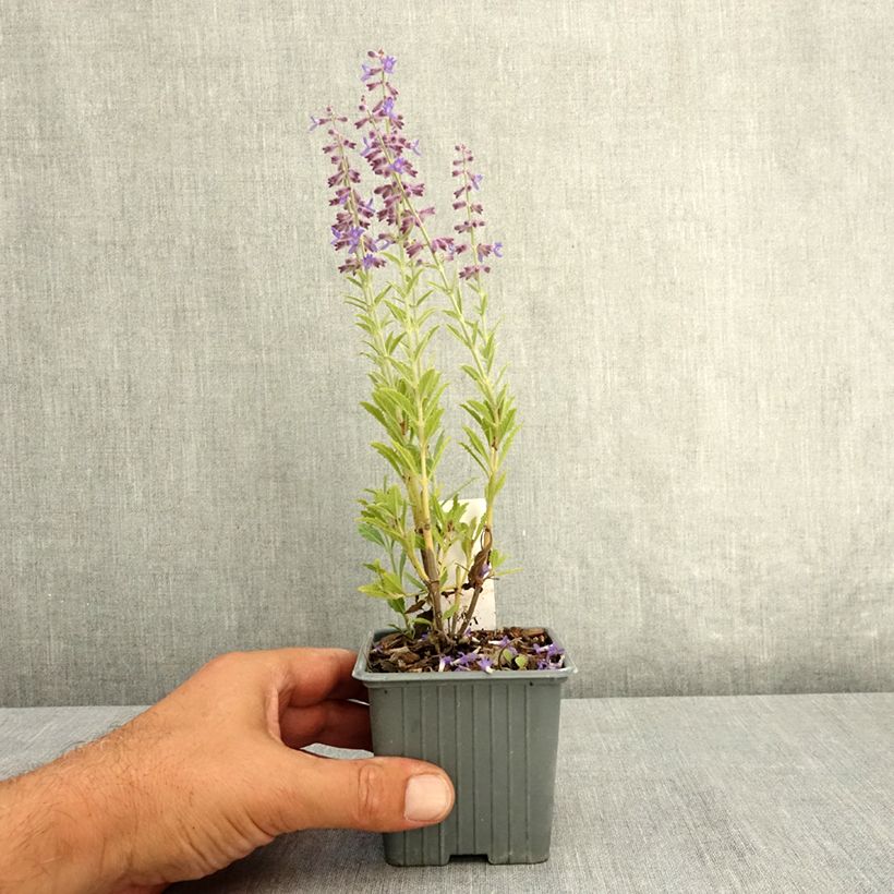 Perovskia atriplicifolia Prime time® - Russian Sage 7/8 cm pot sample as delivered in summer