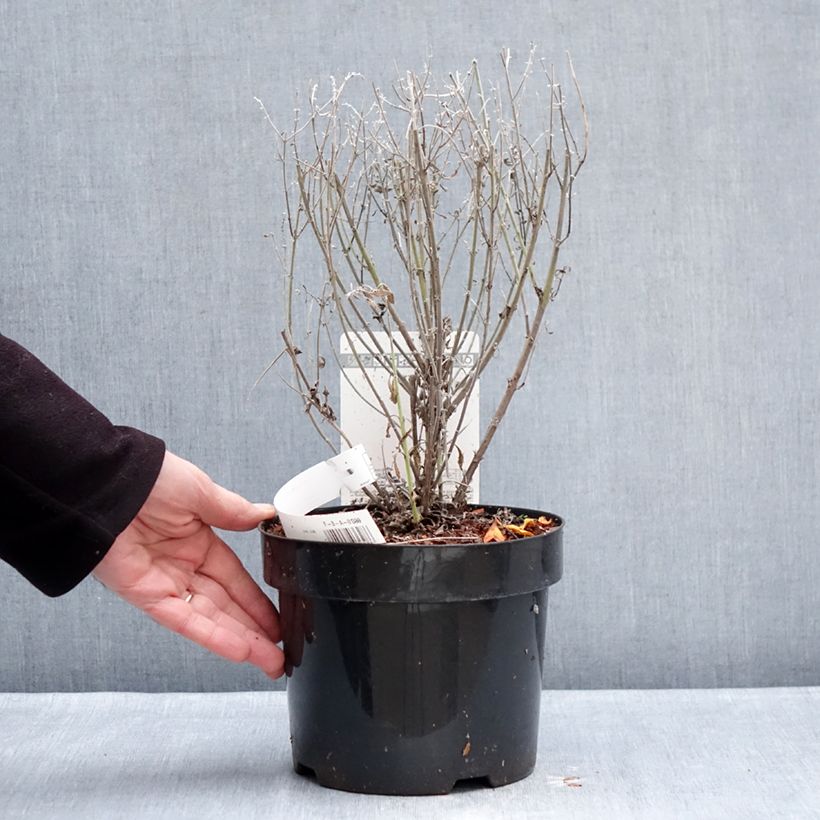 Perovskia atriplicifolia Prime time® - Russian Sage 3L/4L pot sample as delivered in winter