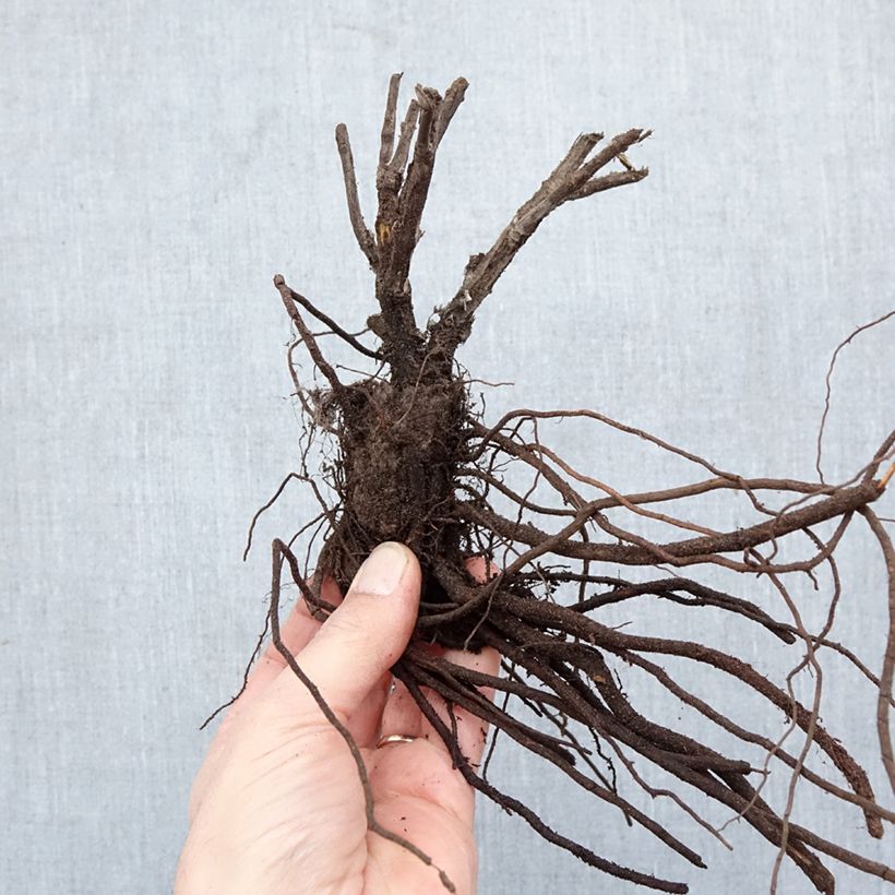 Perovskia  atriplicifolia Silvery Blue - Russian Sage Bare root sample as delivered in winter