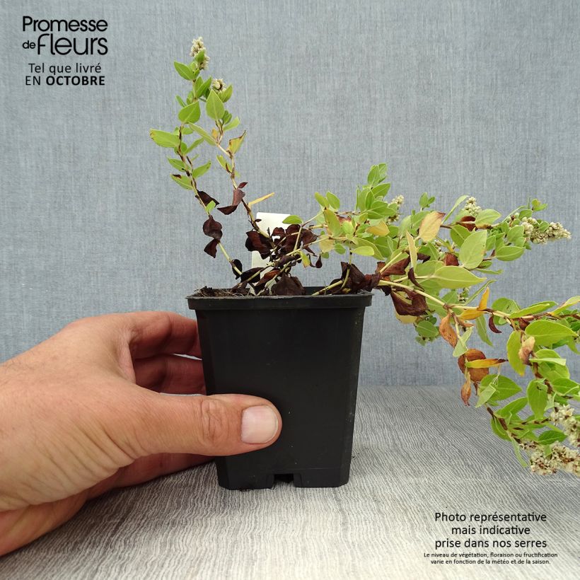 Aconogonon tortuosum var. glabrifolium 8/9 cm pot sample as delivered in autumn