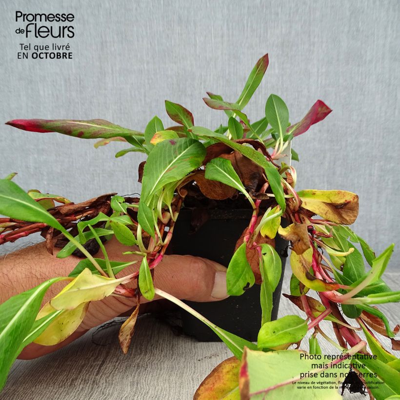 Persicaria affinis Superba 8/9 cm pot sample as delivered in autumn