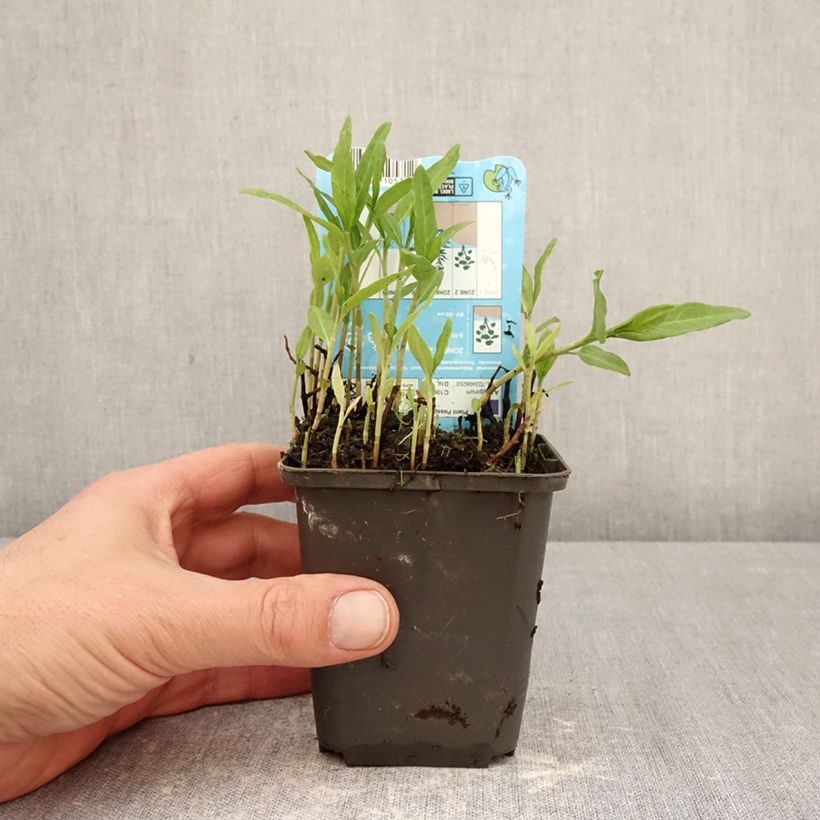 Persicaria amphibia - amphibious bistort 8/9 cm pot sample as delivered in spring