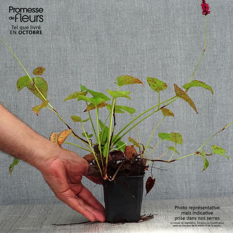 Persicaria amplexicaulis 'Speciosa' - Knotweed 8/9 cm pot sample as delivered in autumn
