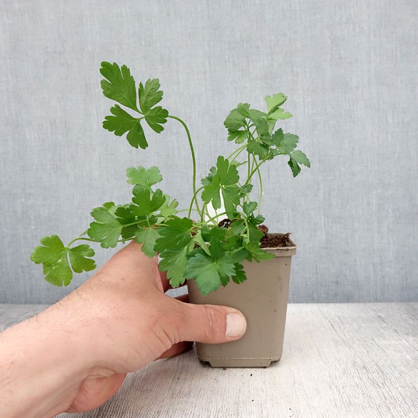 Géant d'Italie Parsley seeds 8/9 cm pot sample as delivered in spring