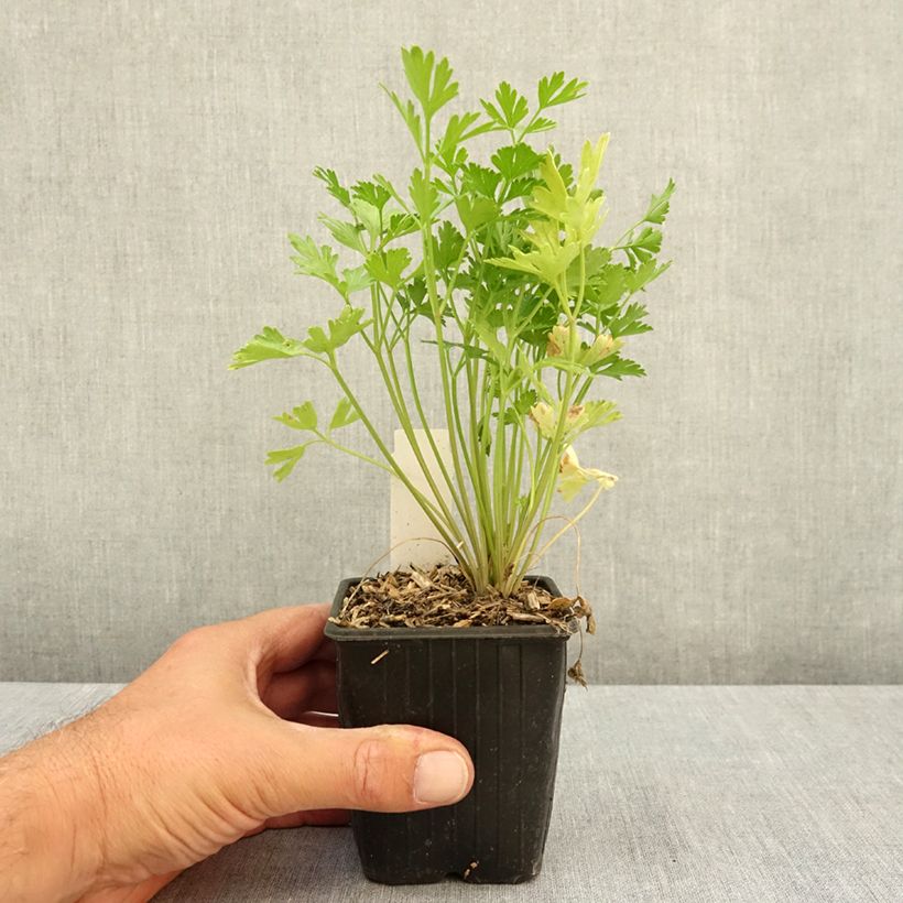 Petroselinum crispum var. neapolitanum  8/9 cm pot sample as delivered in summer
