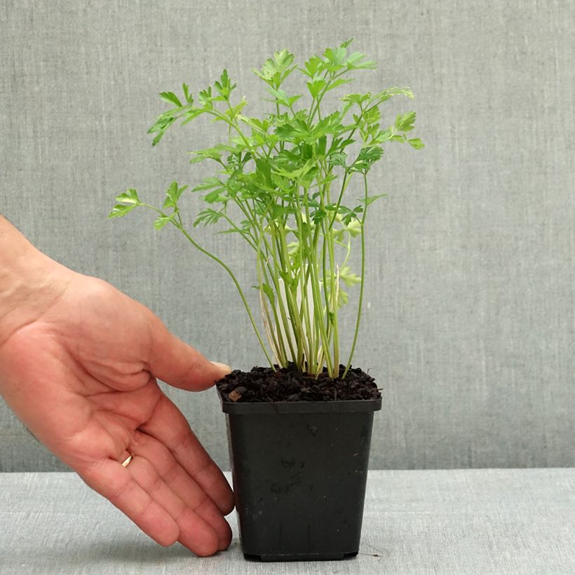 Petroselinum crispum var. neapolitanum  8/9 cm pot sample as delivered in spring