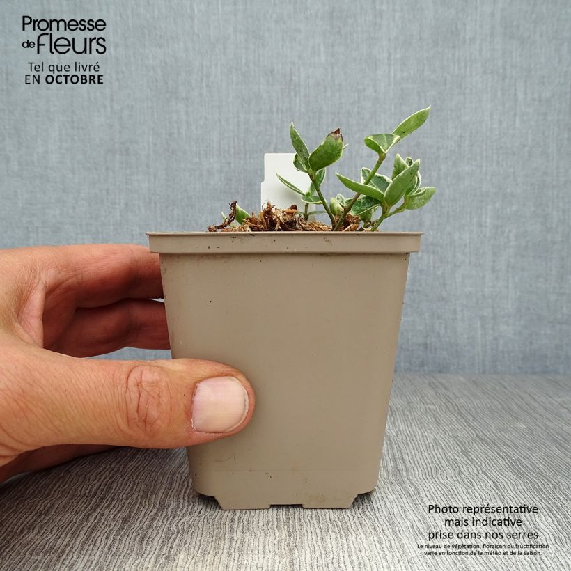 Vinca minor Ralph Shugert 8/9 cm pot sample as delivered in autumn