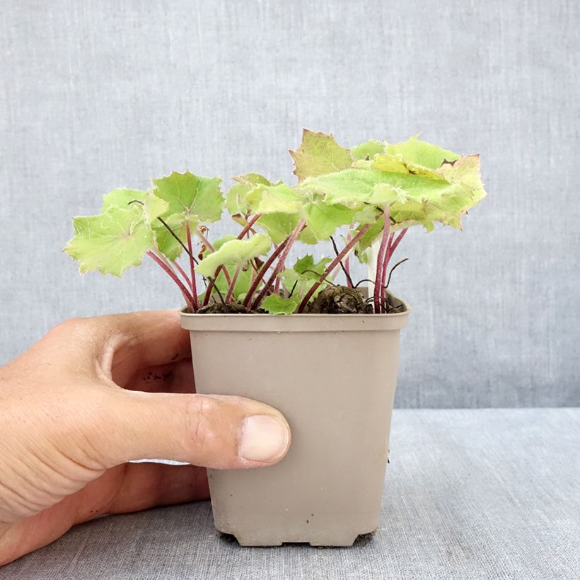 Petasites albus 8/9 cm pot sample as delivered in summer