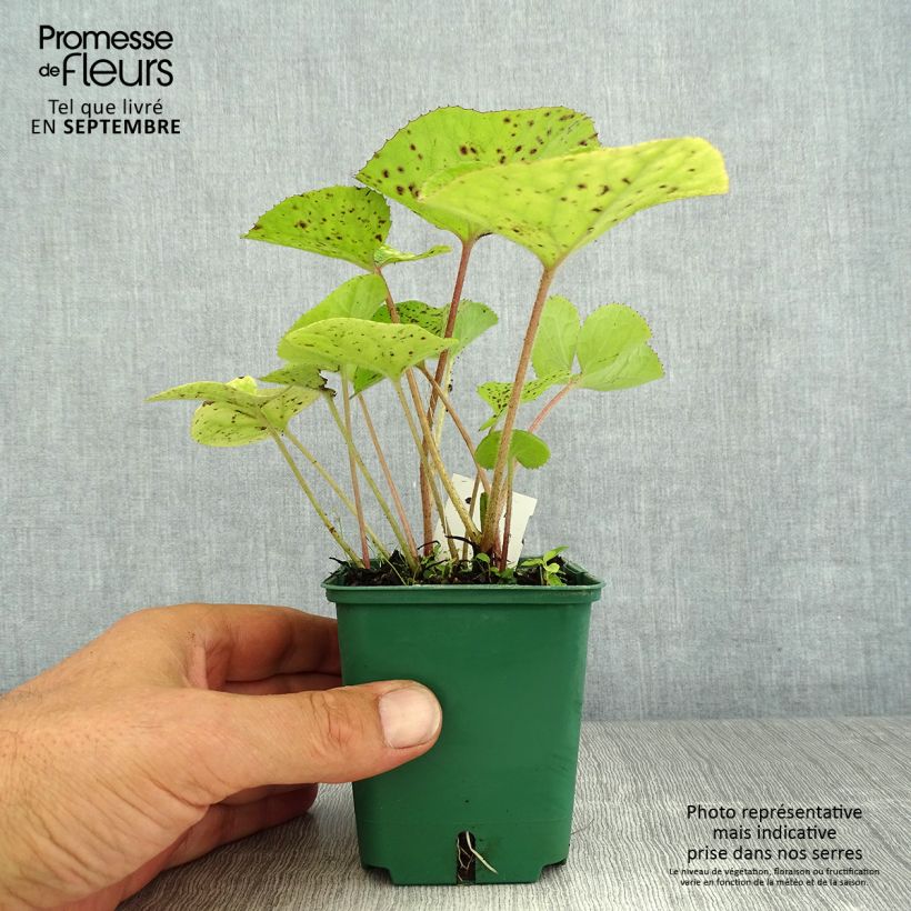 Petasites fragrans  8/9 cm pot sample as delivered in summer