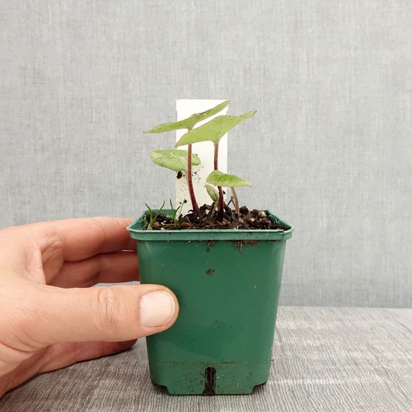 Petasites fragrans  8/9 cm pot sample as delivered in spring