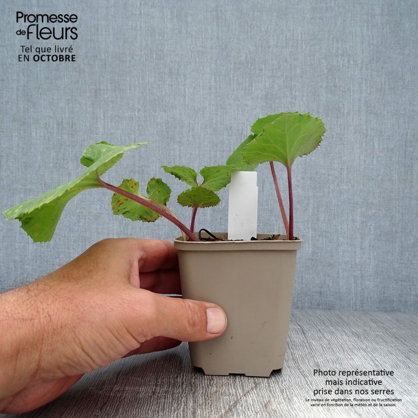Petasites japonicus 'Giganteus' 8/9 cm pot sample as delivered in autumn