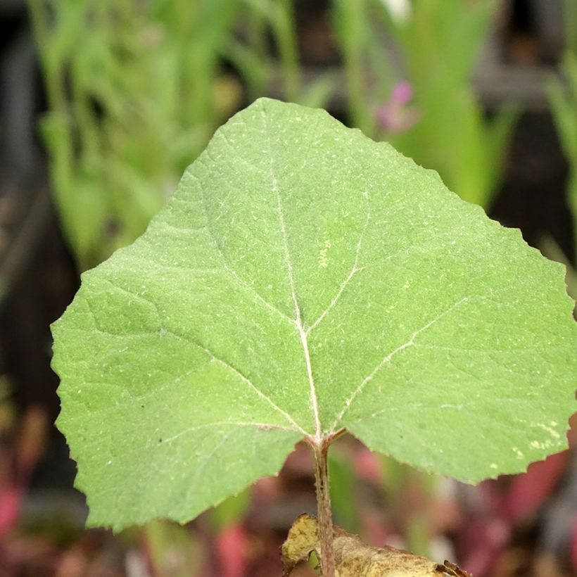 Petasites japonicus 'Giganteus' (Foliage)