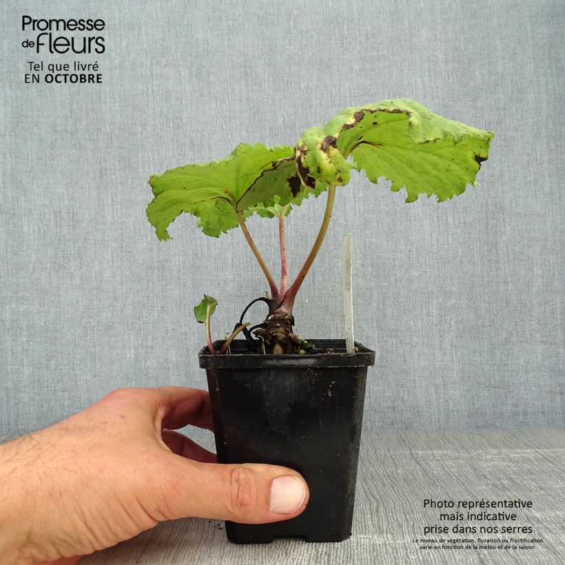 Petasites japonicus 'Variegatus' 8/9 cm pot sample as delivered in autumn