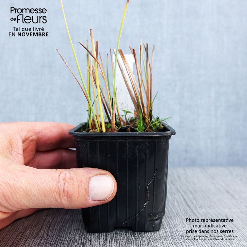 Typha minima  8/9 cm pot sample as delivered in autumn