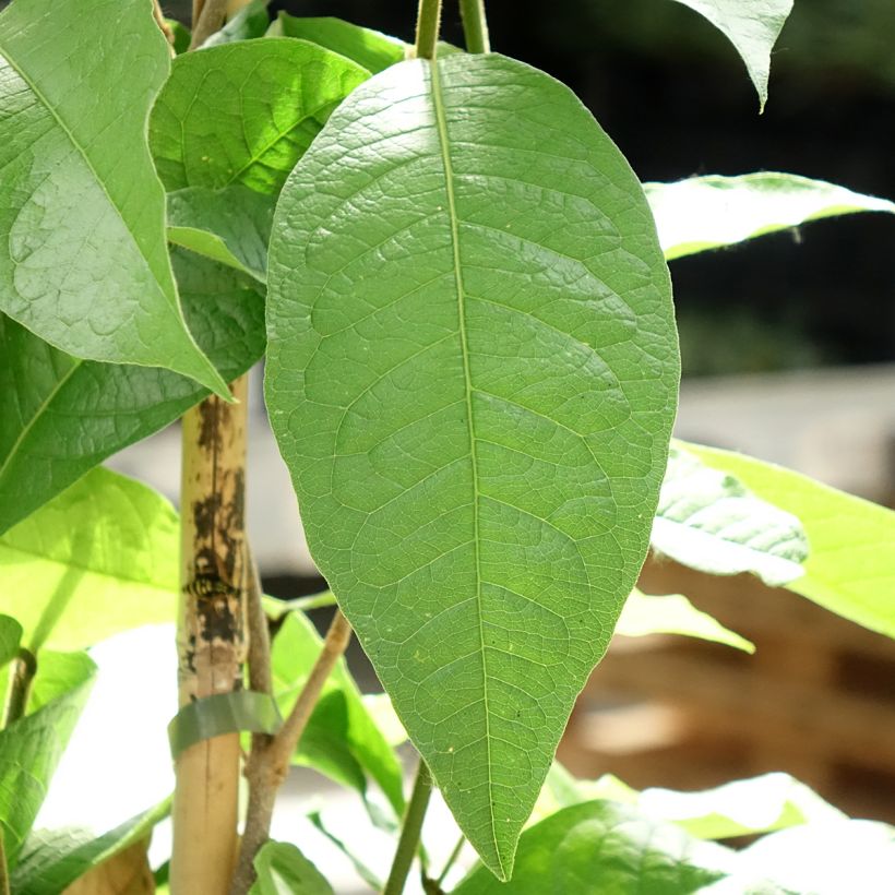 Petrea volubilis - Sandpaper vine (Foliage)