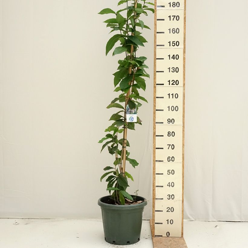 Petrea volubilis - Purple wreath 20L/25L pot sample as delivered in summer