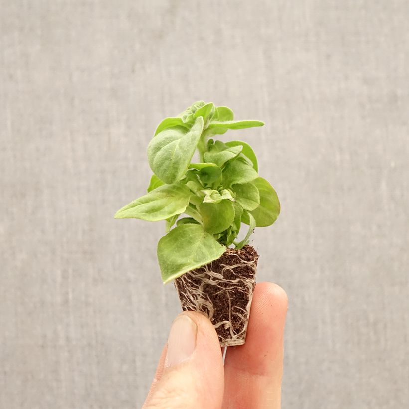 Petunia Amazonas Plum Cockatoo Plug plant 3/4cm sample as delivered in spring