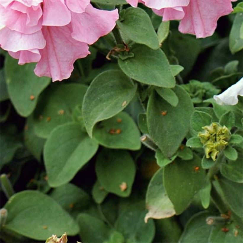 Petunia surfinia Cassandra Mix (Foliage)