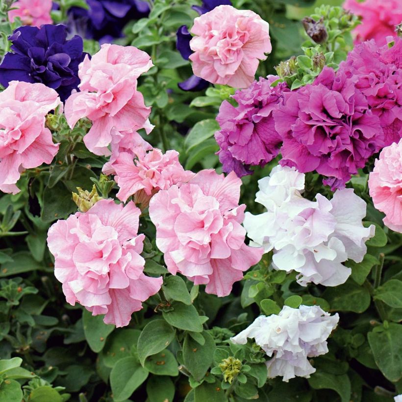 Petunia surfinia Cassandra Mix (Plant habit)