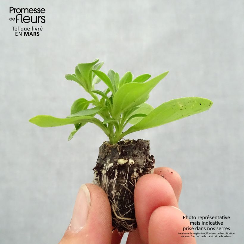Petunia Splash Dance Bolero Blue Plug plant 3/4cm sample as delivered in spring