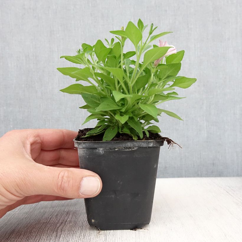 Petunia Supertunia Pink Star 8/9 cm pot sample as delivered in spring
