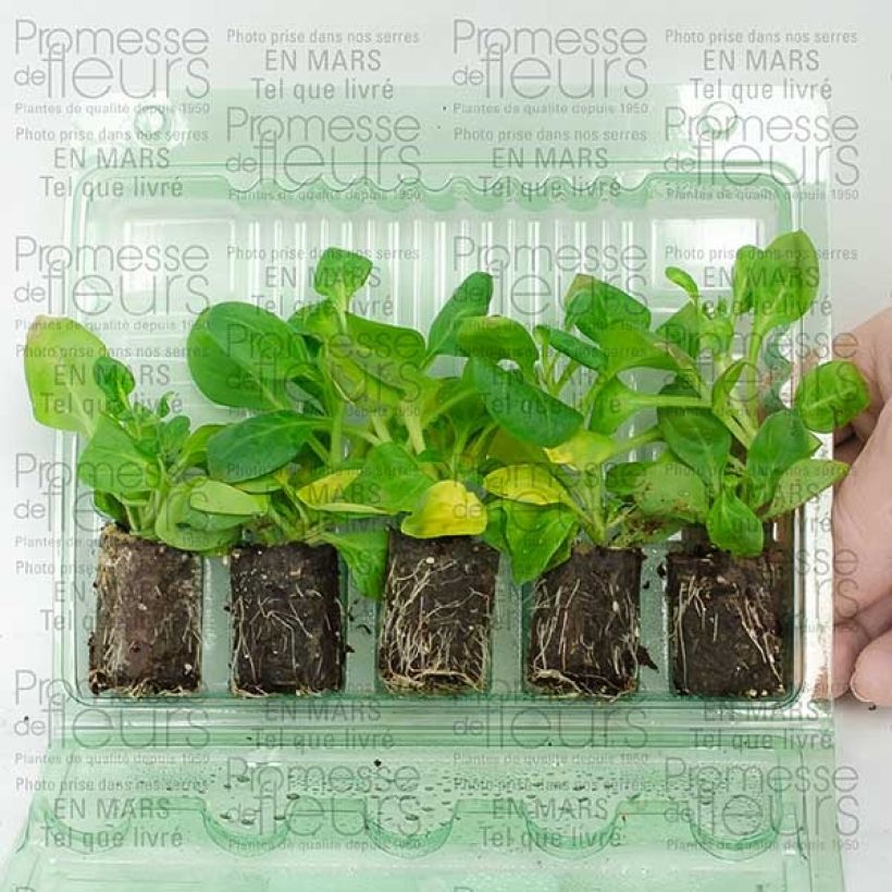 Example of Petunia Conchita Doble Lavender Plug plant 3/4cm specimen as delivered