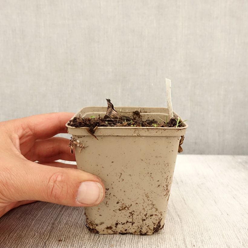 Peucedanum ostruthium 'Daphnis' 8/9 cm pot sample as delivered in autumn
