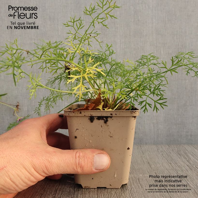 Peucedanum rablense  8/9 cm pot sample as delivered in autumn