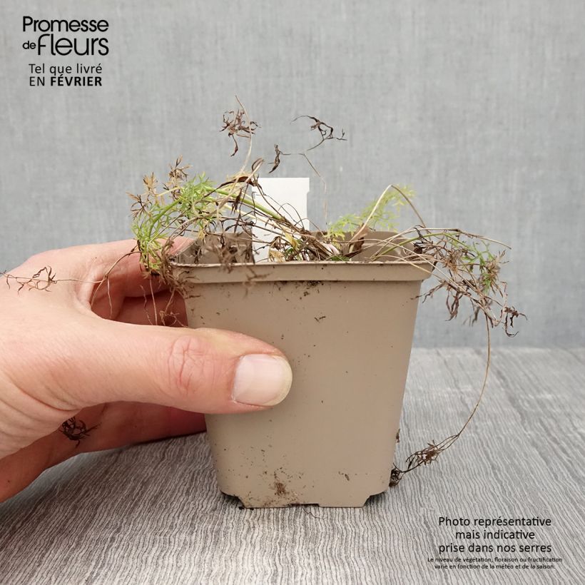 Peucedanum rablense  8/9 cm pot sample as delivered in winter