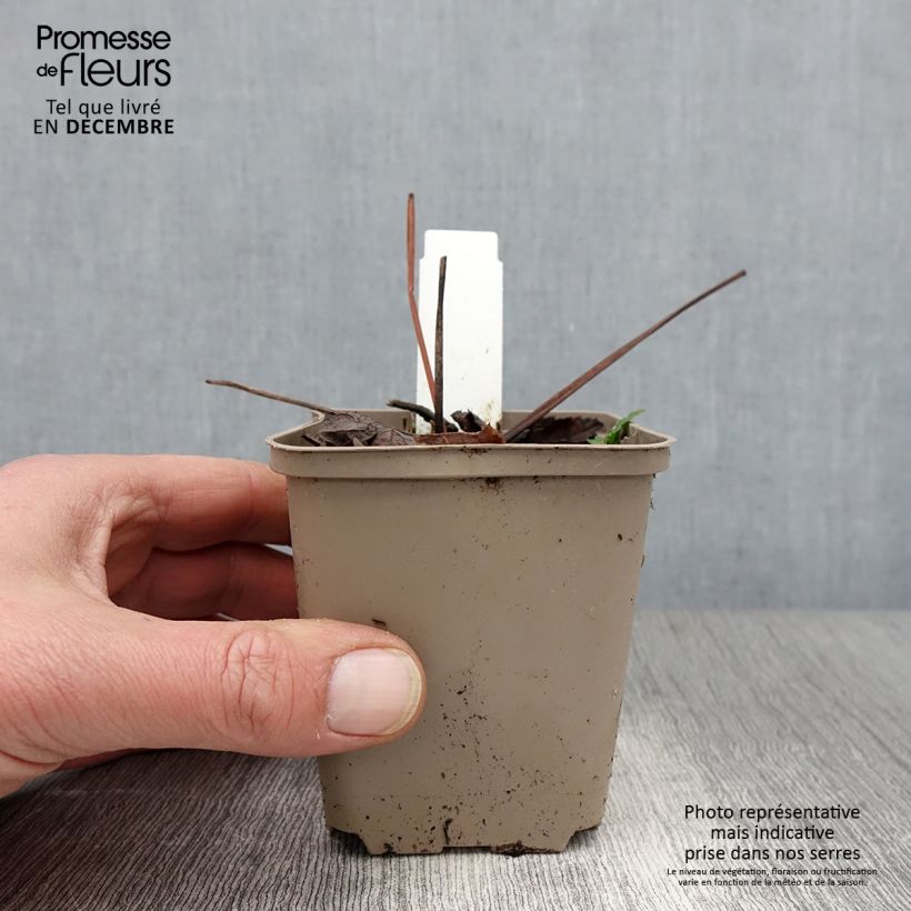Peucedanum verticillare 8/9 cm pot sample as delivered in autumn