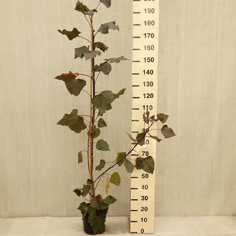 Populus deltoides Fuego - Eastern Cottonwood 7.5L/10L pot sample as delivered in autumn