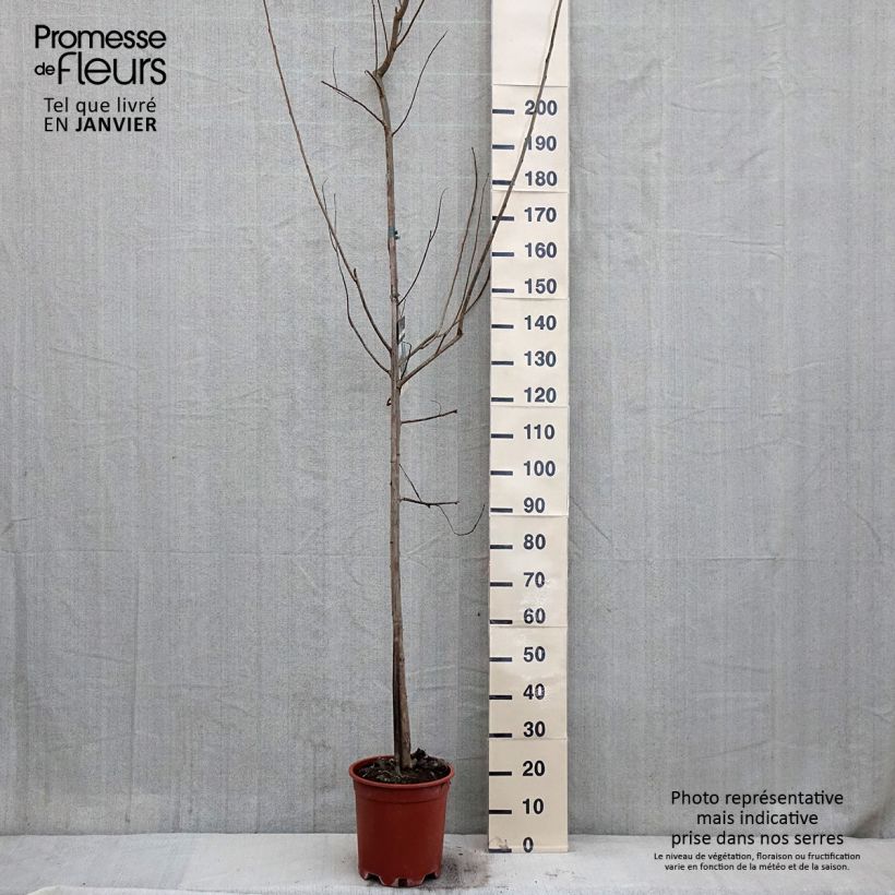 Populus canadensis Robusta - Canadian Poplar 7.5L/10L pot sample as delivered in winter