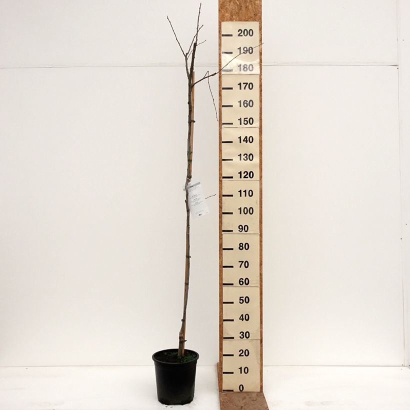 Populus tremula - Aspen 7.5L/10L pot sample as delivered in winter