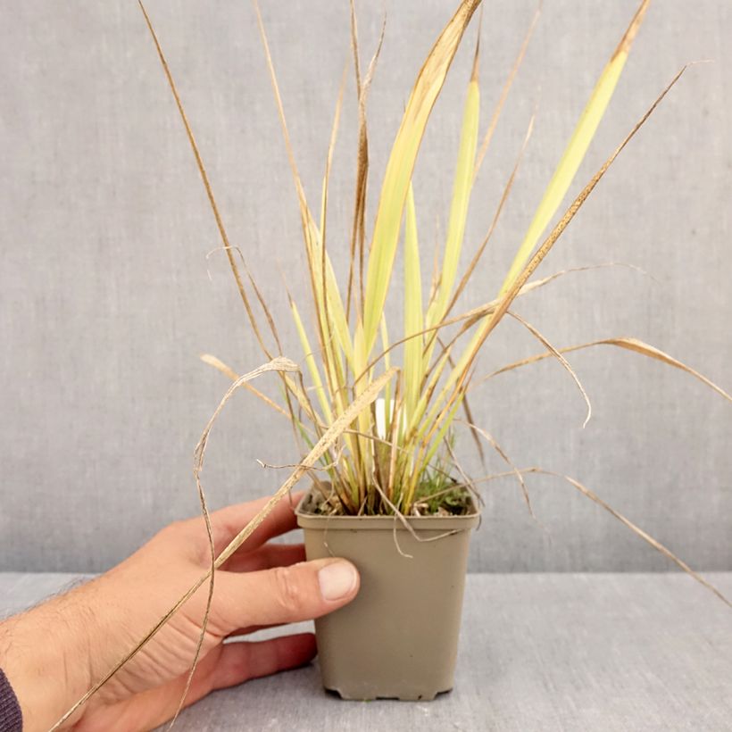 Phaenosperma globosa  8/9 cm pot sample as delivered in autumn