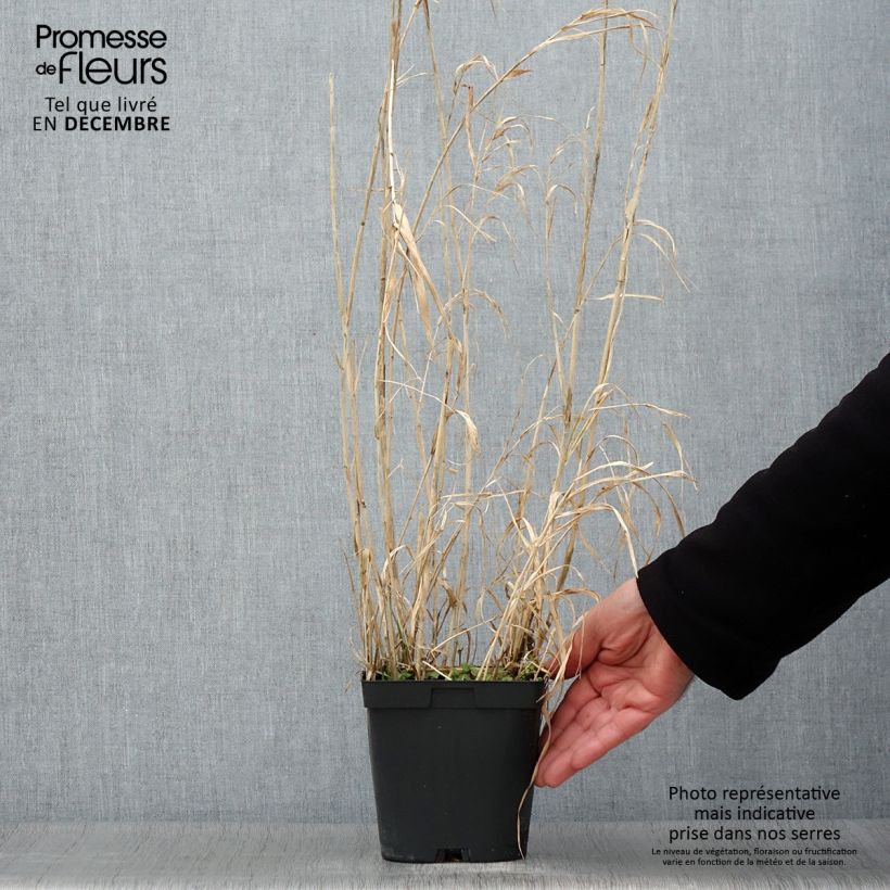 Phalaris arundinacea Picta 2L/3L pot sample as delivered in autumn